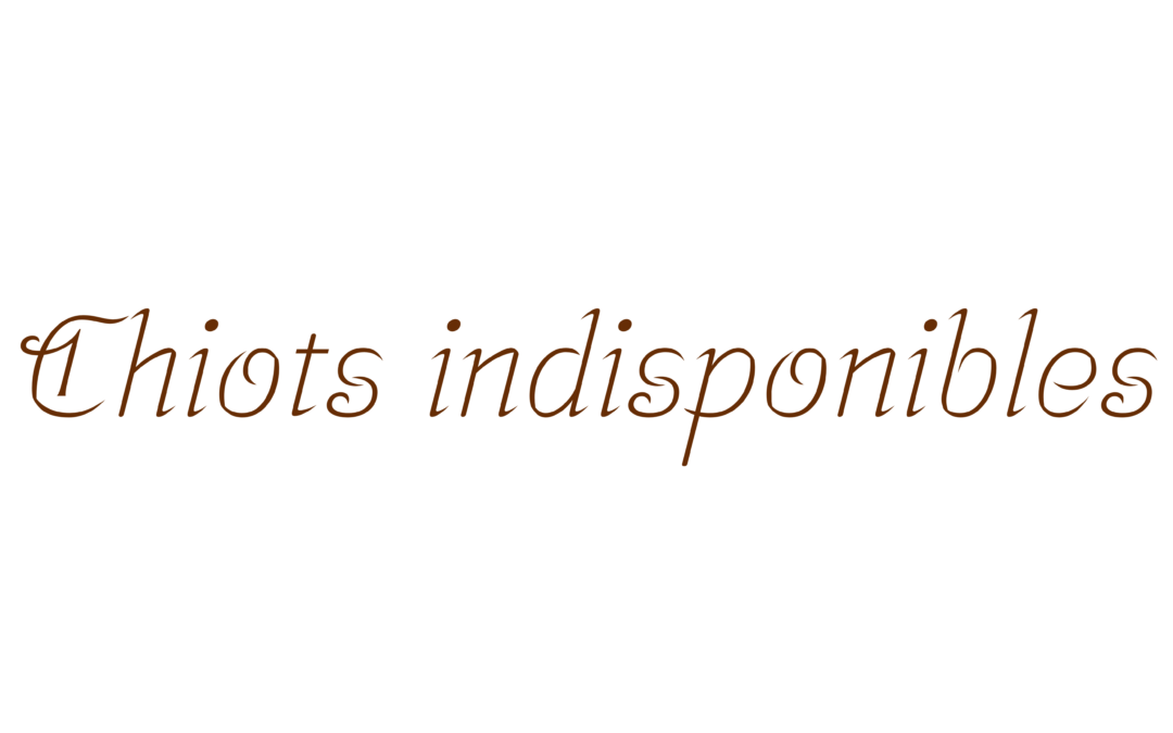 Chiots indisponibles